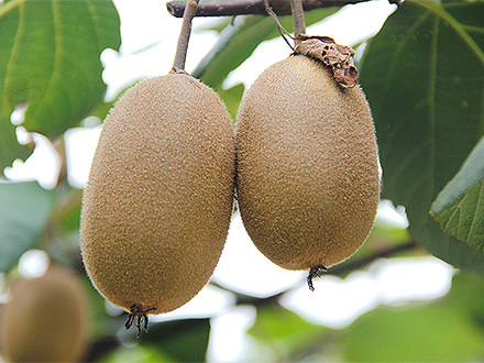 开云登录平台基地展示一