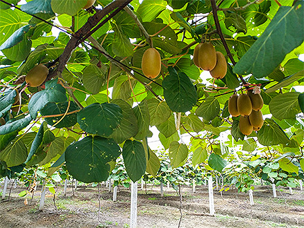 开云登录平台基地展示三